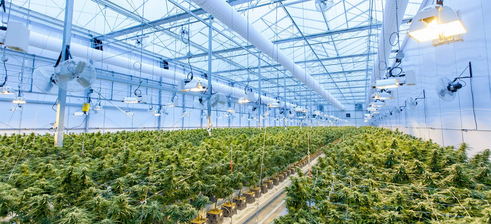 Why your grow facility needs a good MEP engineering partner