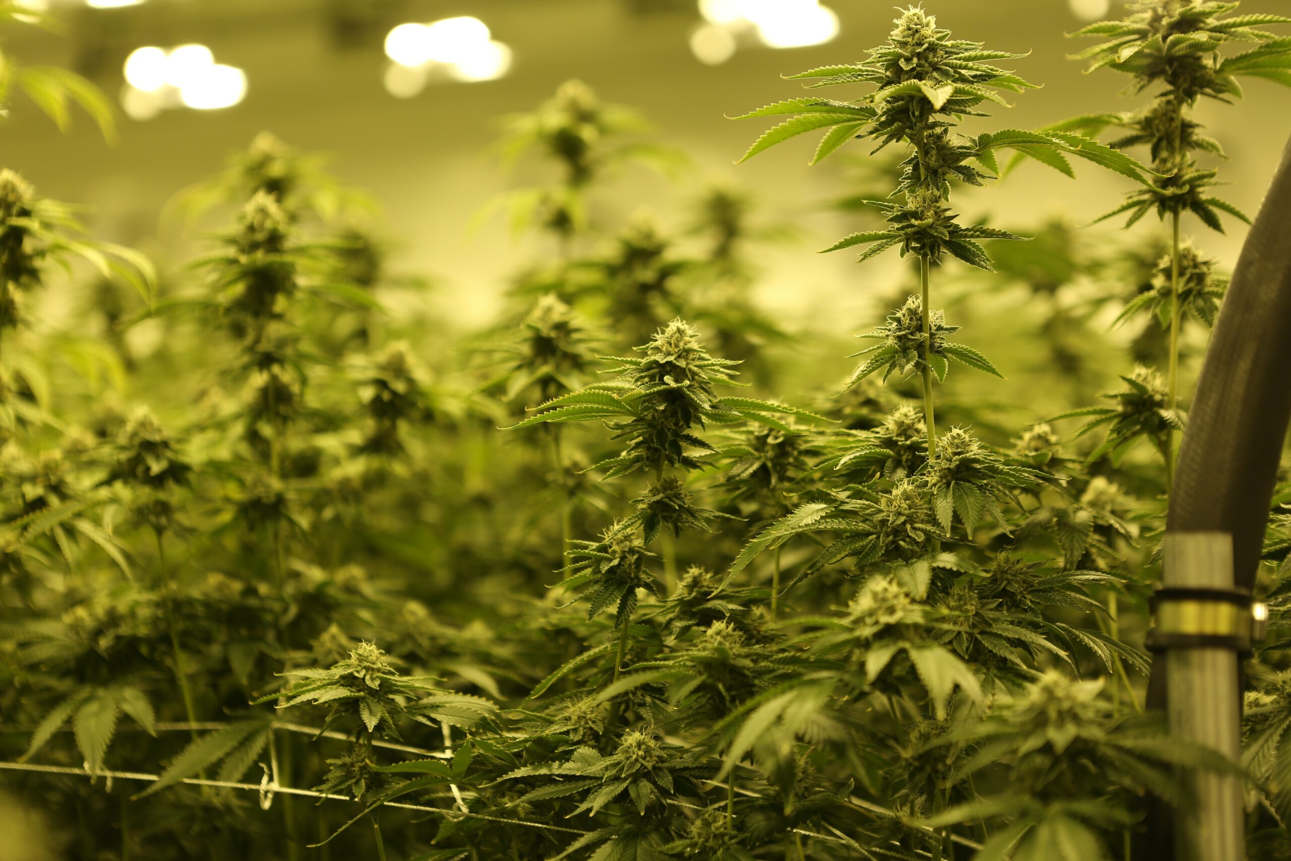 How to pick an MEP engineering partner for your grow facility