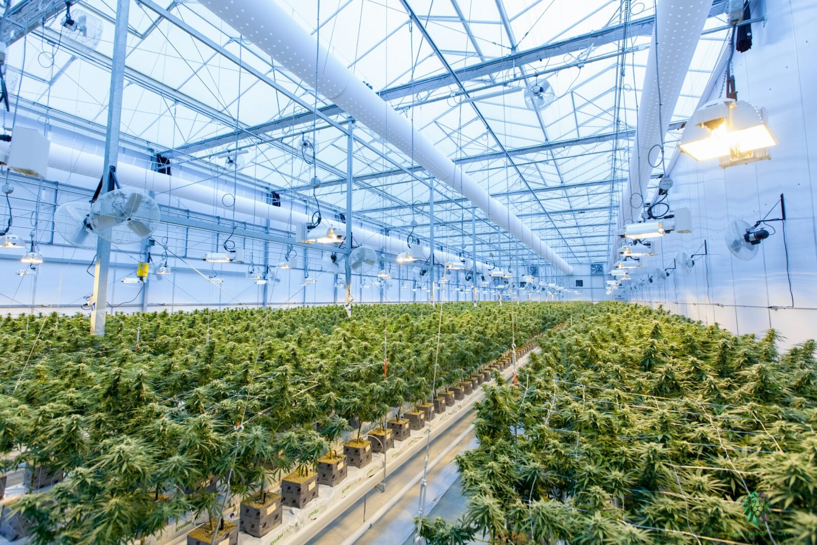 Building a Cannabis Facility from the Ground Up